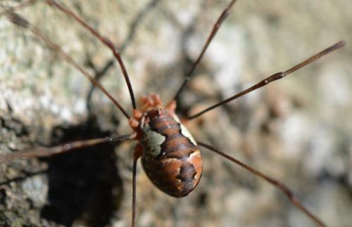 Dasylobus argentatus